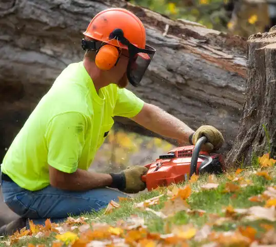 tree services Balmville